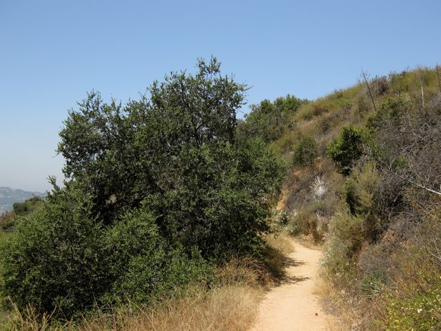 Trail looking ahead with oak tree on left and slope on the right.